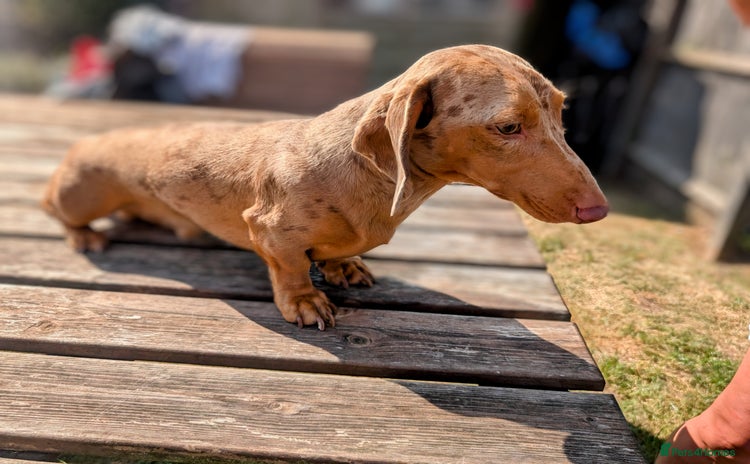 Miniature Dachshund dogs - Advert 6