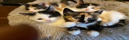 Mixed Breed cats for sale: Beautiful calico female  in Farnham - Advert 4