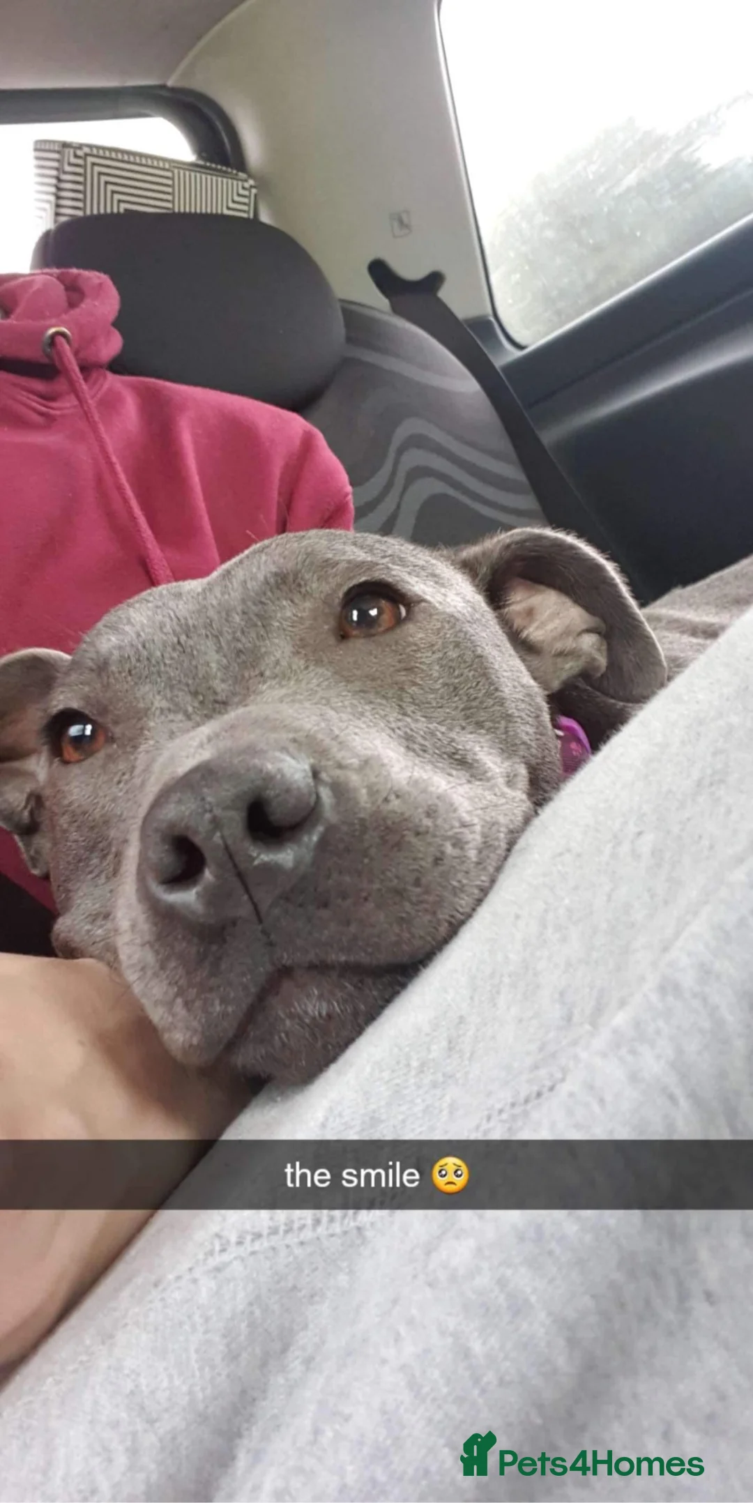 Staffordshire Bull Terrier dogs for sale: 7 Year Old Staffie in Stafford - Advert 5