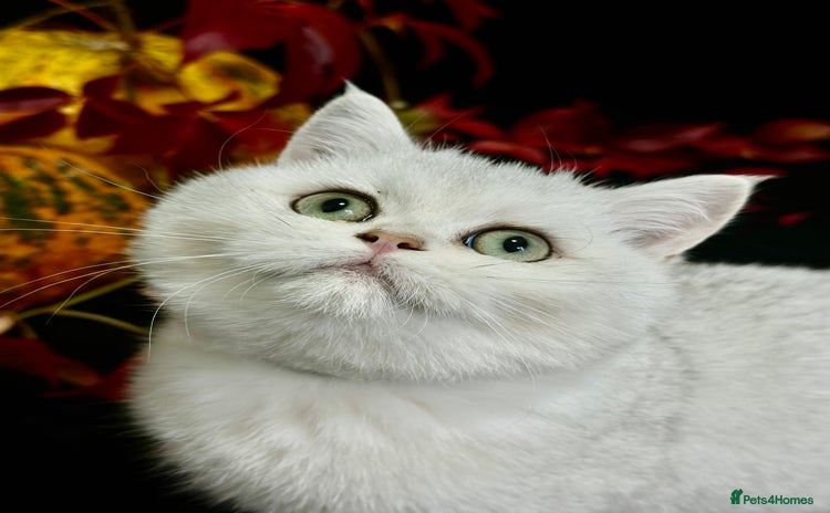 British Shorthair cats - Advert 12