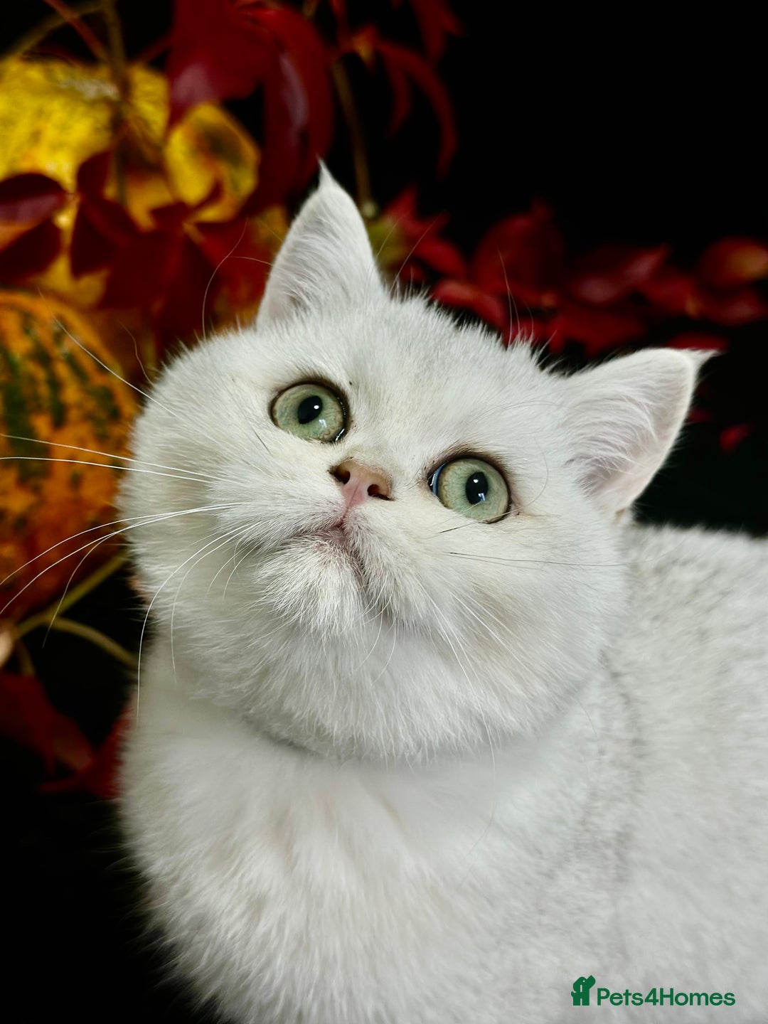 British Shorthair cats for sale: Tica British short hair kittens  - Image 1