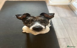 Jack Russell dogs for sale: Beautiful Blue Merle Tricolour Male - 3 years old - Image 6