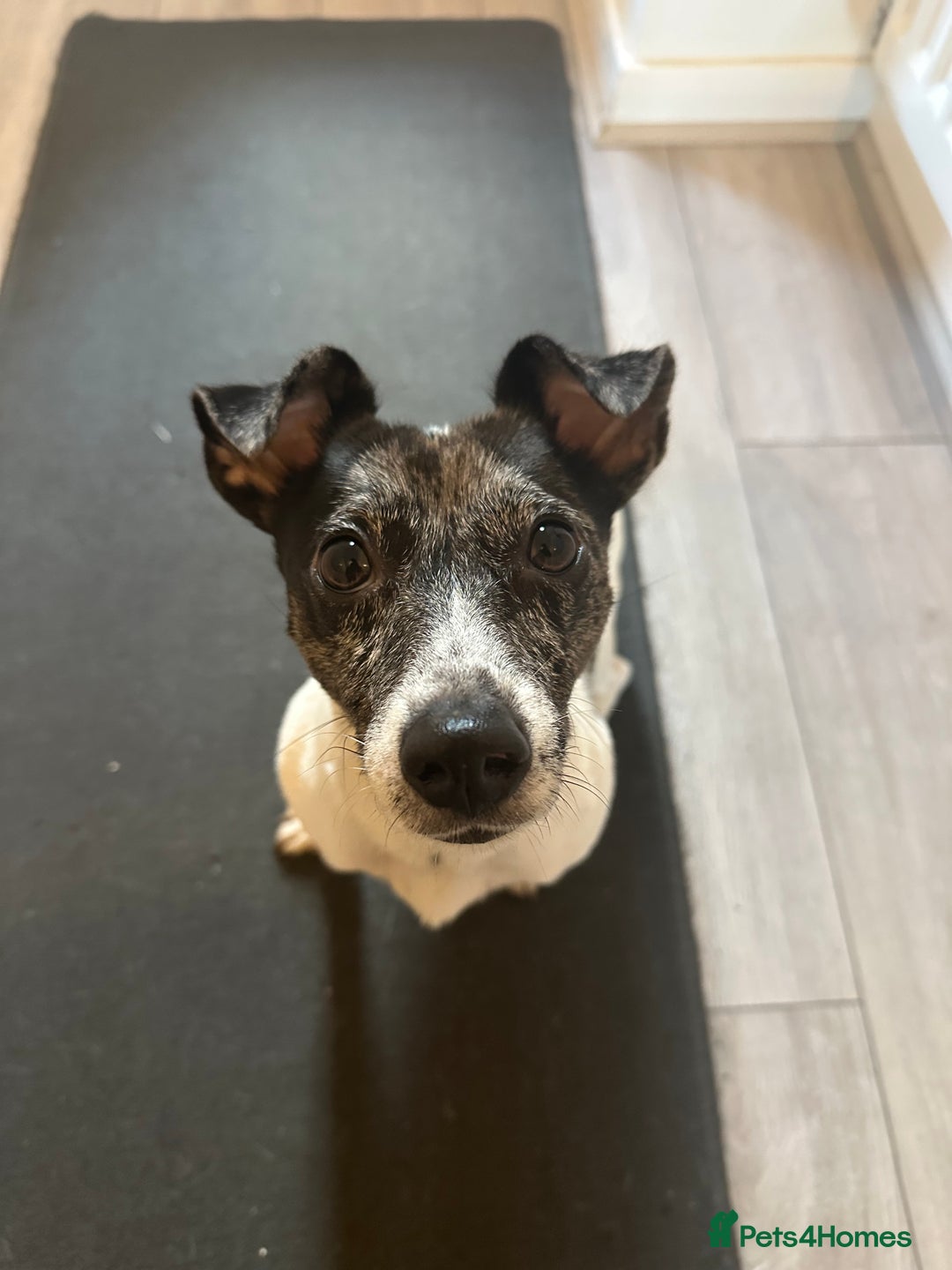 Jack Russell dogs for sale: Beautiful Blue Merle Tricolour Male - 3 years old - Image 6