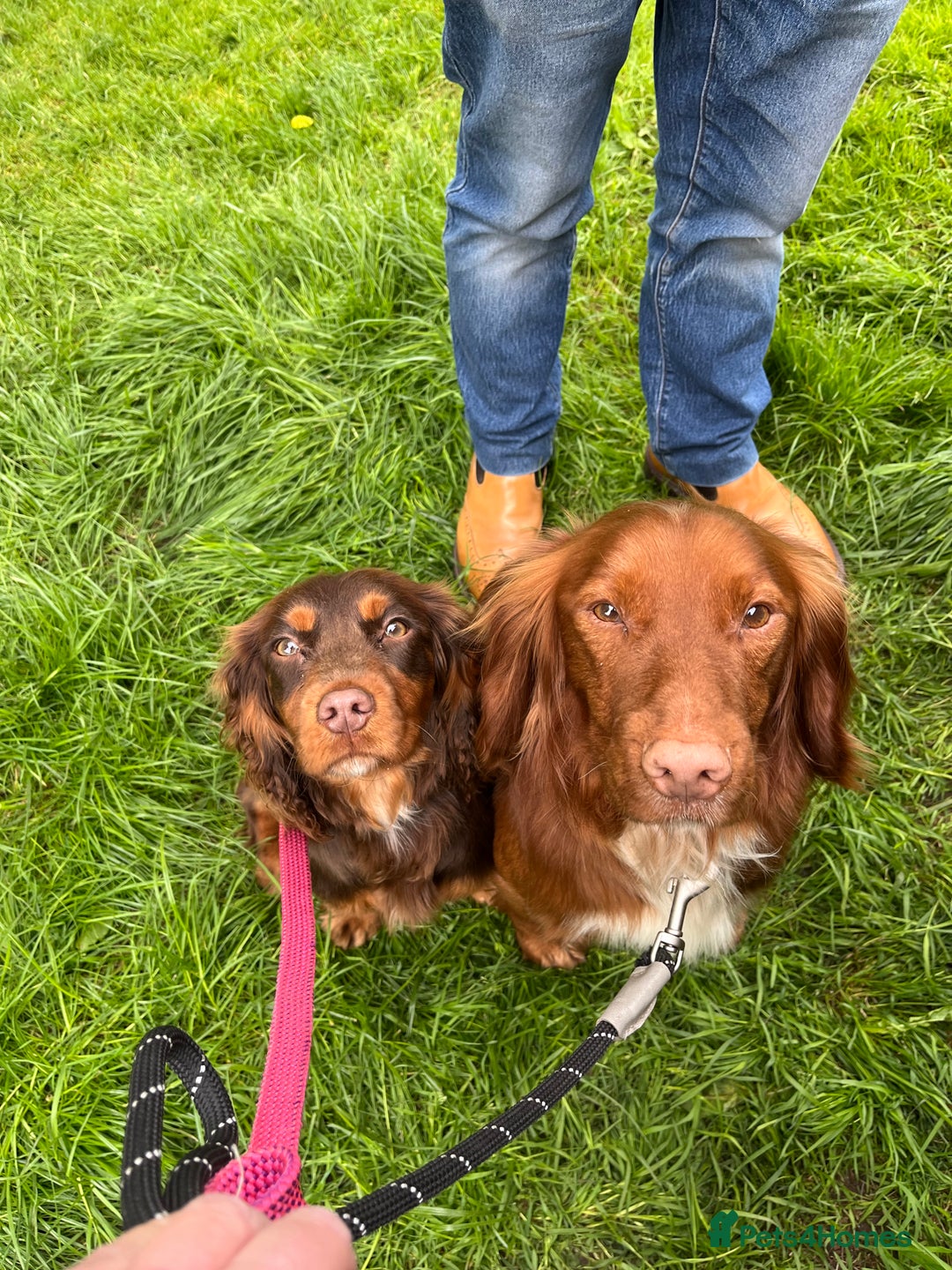 Cocker Spaniel dogs for sale: KC REG Outstanding pedigree Working Cocker Spaniel - Image 16