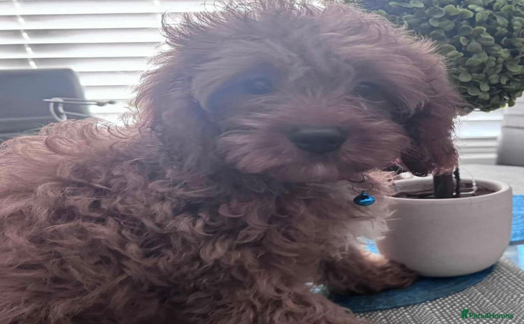 Cavapoo dogs for sale - Advert 1