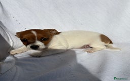 Jack Russell dogs for sale: Jack Russell puppies  - Image 7