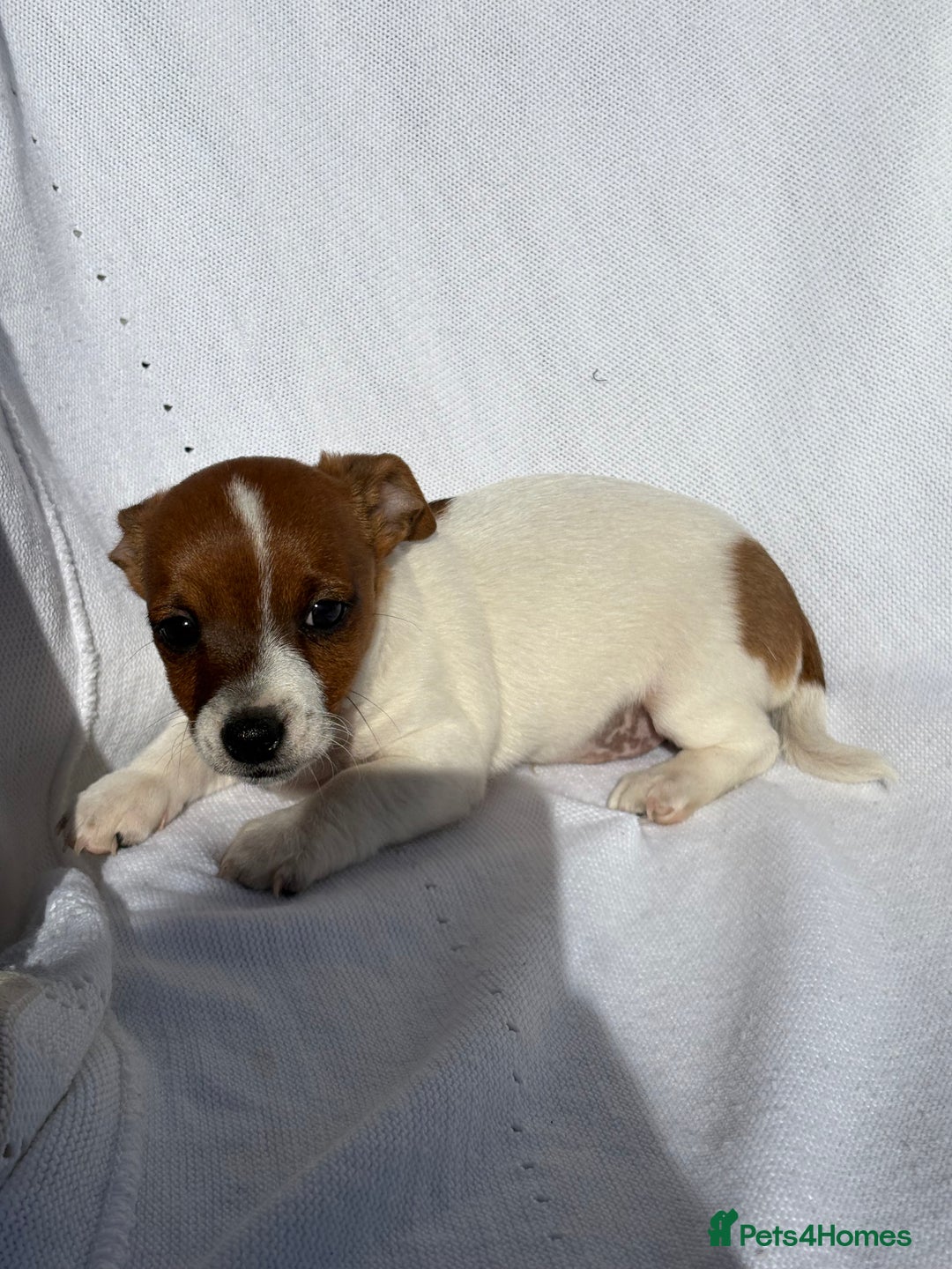 Jack Russell dogs for sale: Jack Russell puppies  - Image 7