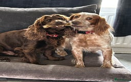 Cocker Spaniel dogs for sale: Female cocker spaniel - Image 3
