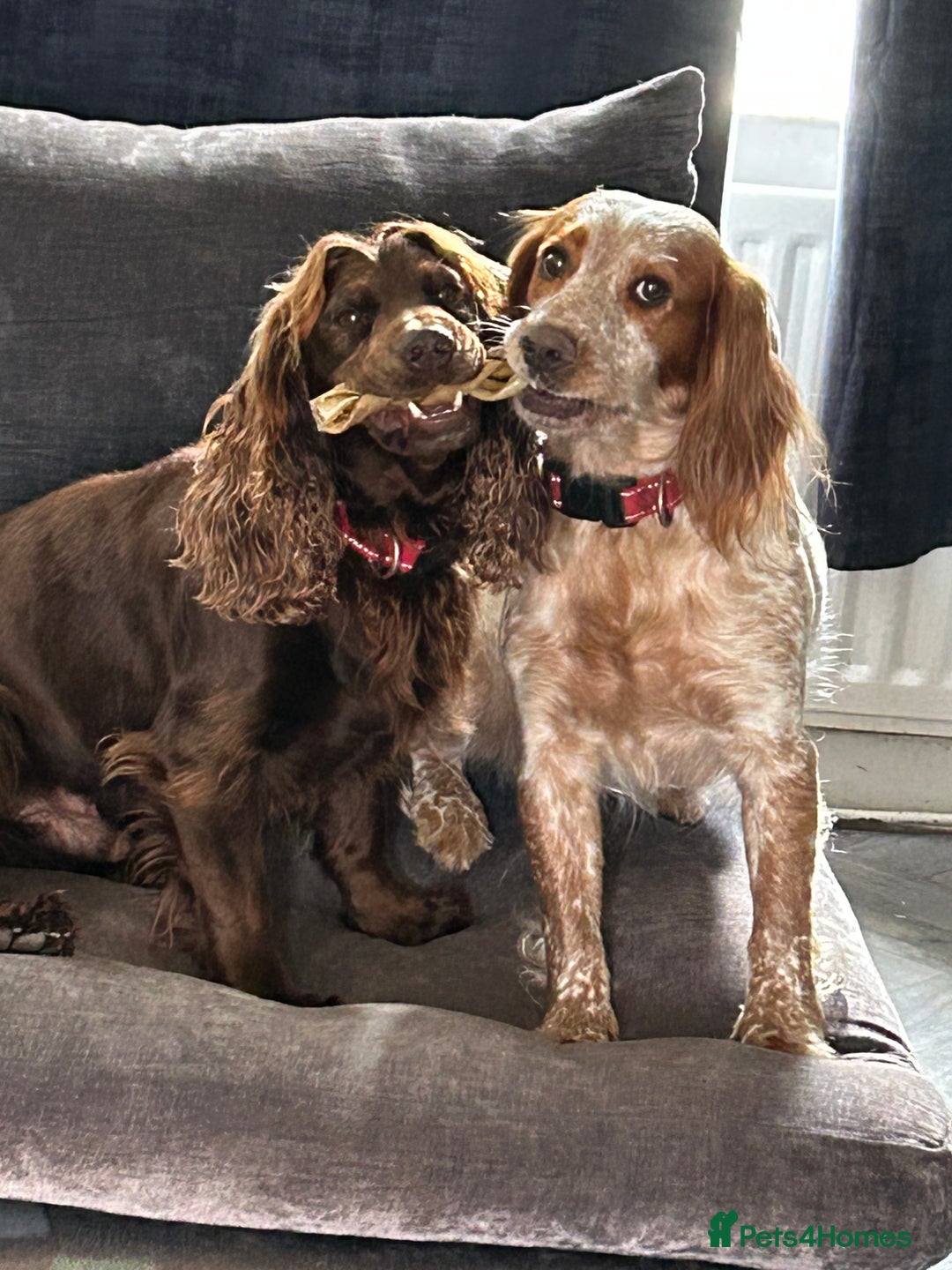 Cocker Spaniel dogs for sale: Female cocker spaniel - Image 3