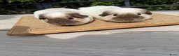 Guinea Pig rodents for sale: Pure bred Californian guinea pigs  - Advert 8