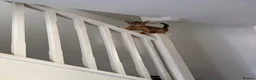 Abyssinian cats for sale: 🐾 Two Gorgeous Abyssinian Kittens 🐈‍⬛ - Advert 5