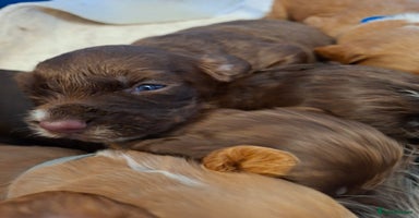 Cocker Spaniel dogs Cocker spaniel pups  - Advert 11