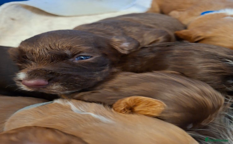 Cocker Spaniel dogs - Advert 2