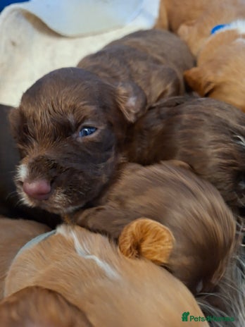 Cocker Spaniel dogs - Advert 2