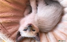 Tonkinese cats for sale: Exquisite Tonkdolls - Image 20