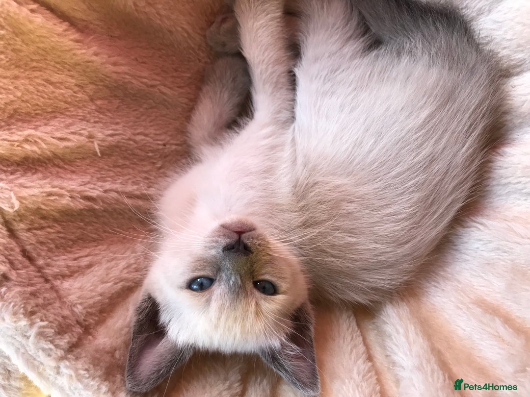 Tonkinese cats for sale: Exquisite Tonkdolls - Image 20