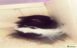 Hamster rodents for sale: hamster and everything included - Image 2