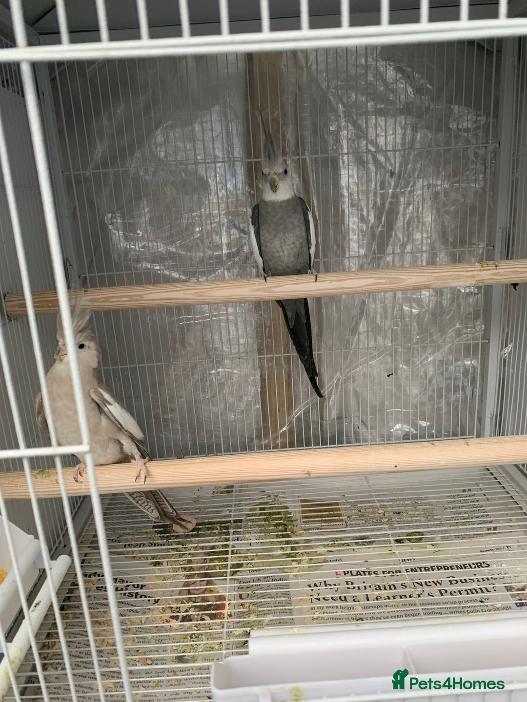 Cockatiels birds for sale: Cockatiels - Advert 2