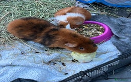 Guinea Pig rodents for sale: Mum & Baby female  - Advert 2