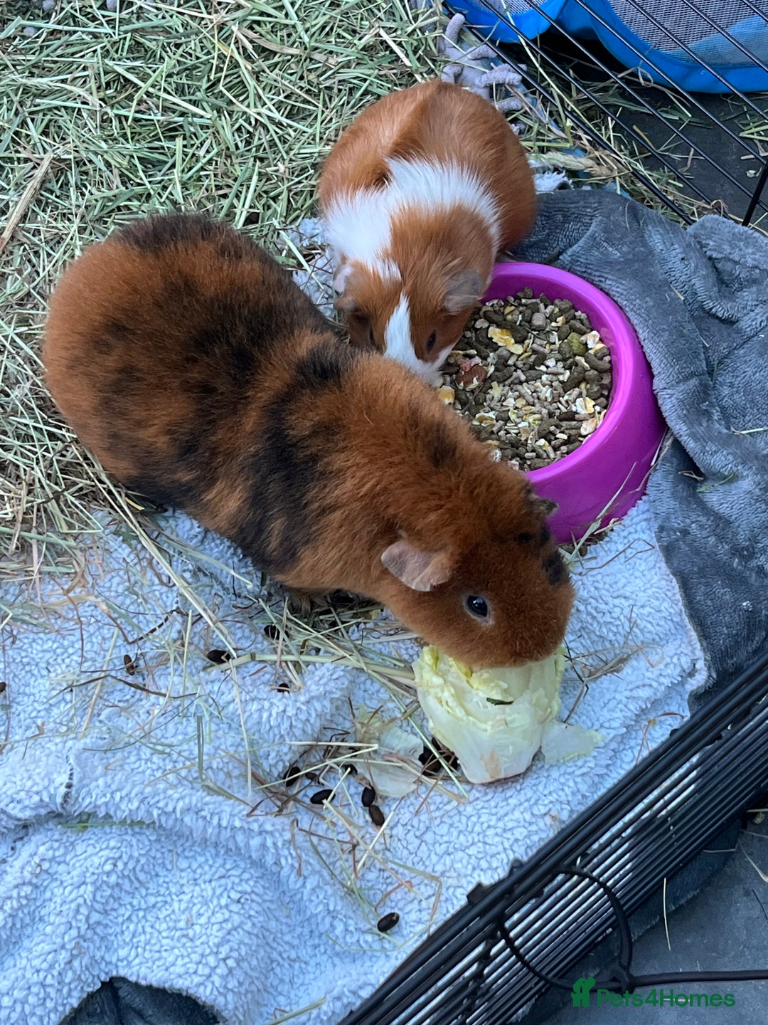 Guinea Pig rodents for sale: Mum & Baby female  - Advert 2