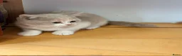 British Shorthair cats for sale: British Shorthair kittens - Advert 8