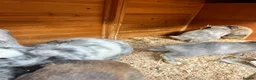 Mixed Breed rabbits for sale: Baby Dwarf Lop x Lionhead in Lichfield - Advert 13