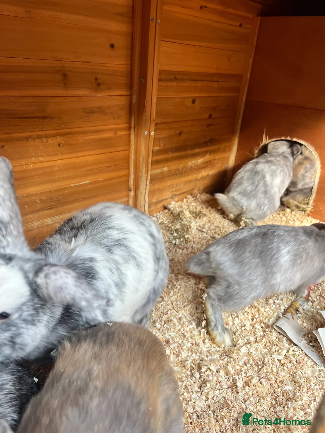 Mixed Breed rabbits for sale: Baby Dwarf Lop x Lionhead in Lichfield - Advert 13