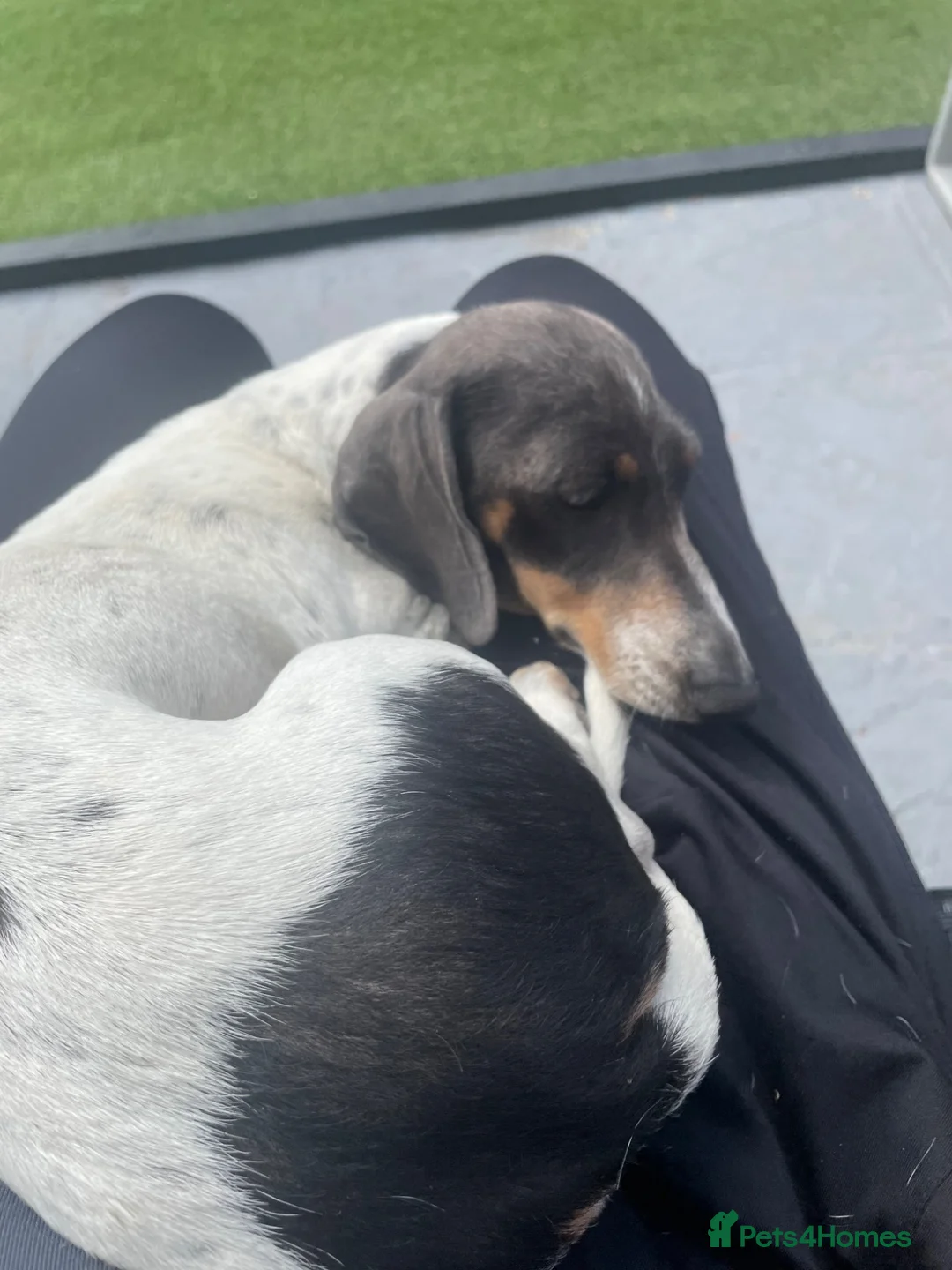 Miniature Dachshund dogs for sale: IRIS - miniature dachshund - Advert 2