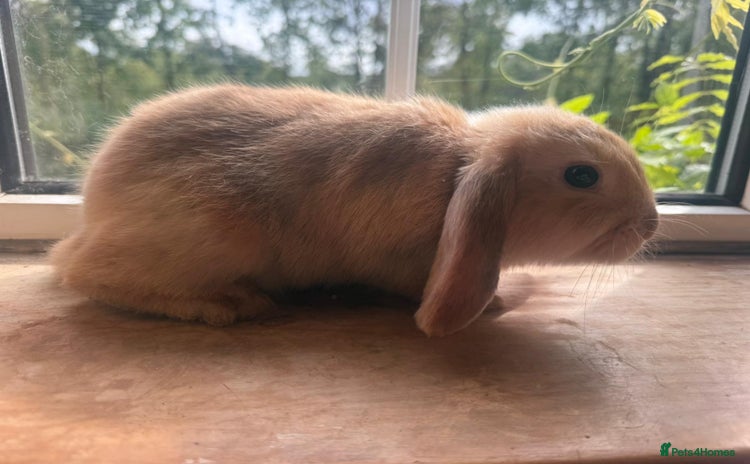 English Lop rabbits - Advert 1