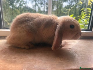 English Lop rabbits - Advert 31