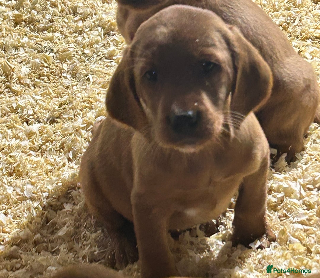 Mixed Breed dogs for sale: Outstanding settador puppies  - Advert 6