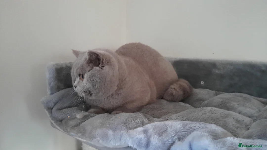 British Shorthair cats for stud: Lilac GCCF active registered BSH for stud in Sutton Coldfield - Advert 2