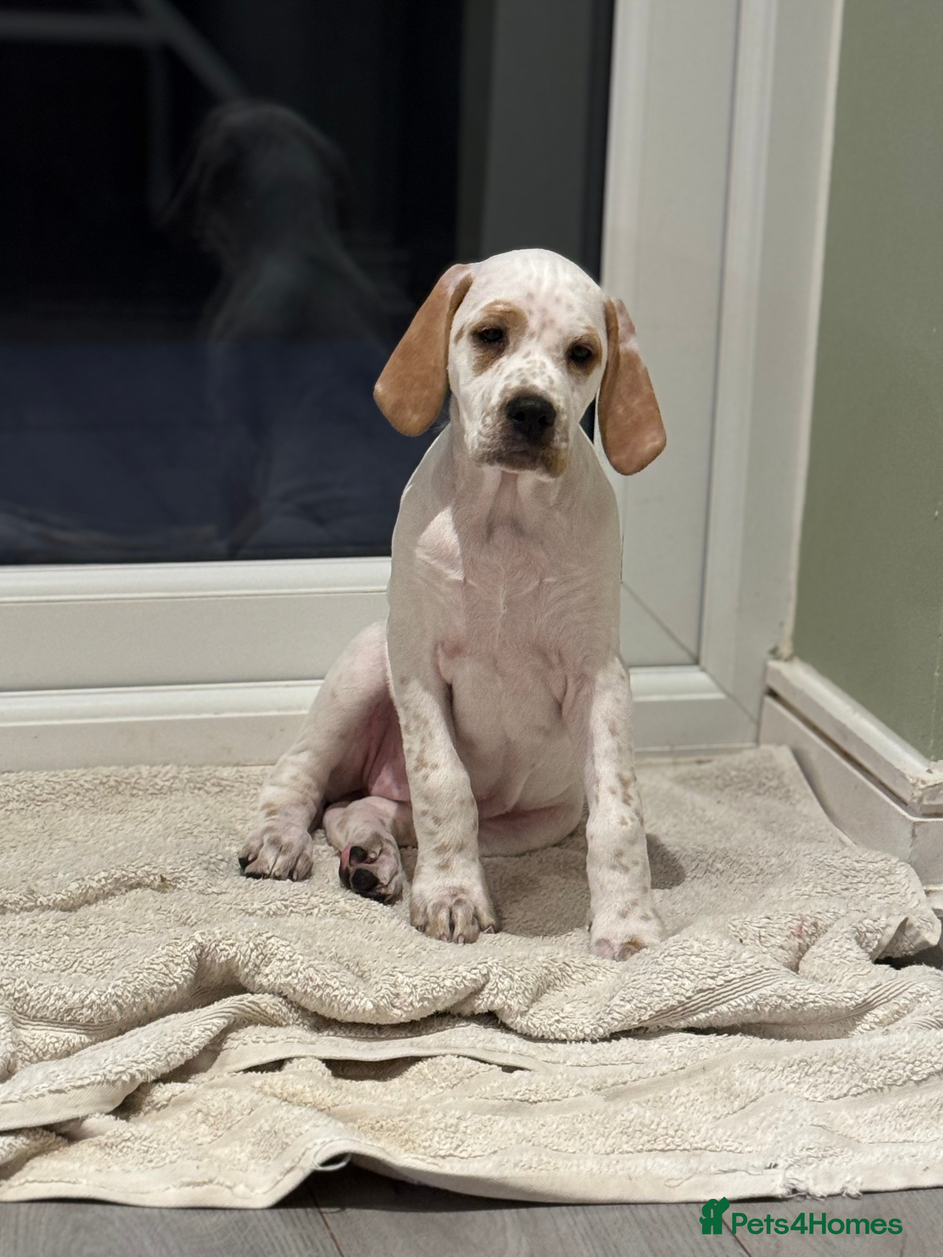 Pointer dogs Beautiful litter of Top Quality Pointer Puppies - Advert 1