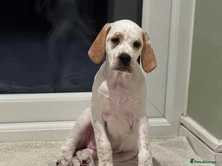 Pointer dogs Beautiful litter of Top Quality Pointer Puppies - Advert 1