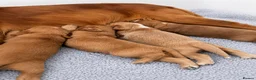 Cocker Spaniel dogs for sale: ✨EXCEPTIONAL SHOW COCKER SPANIELS✨ - Advert 7