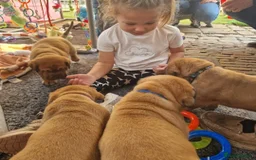 Dogue De Bordeaux dogs for sale: Dogue de Bordeaux puppies  - Advert 9