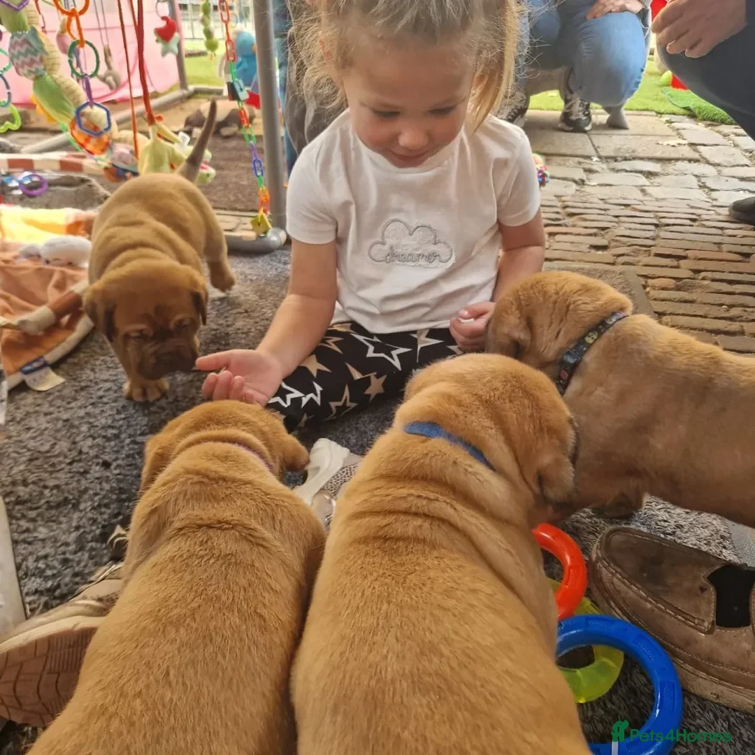 Dogue De Bordeaux dogs for sale: Dogue de Bordeaux puppies  - Advert 9