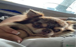 Chihuahua dogs for sale: Merle chihuahua  - Image 7