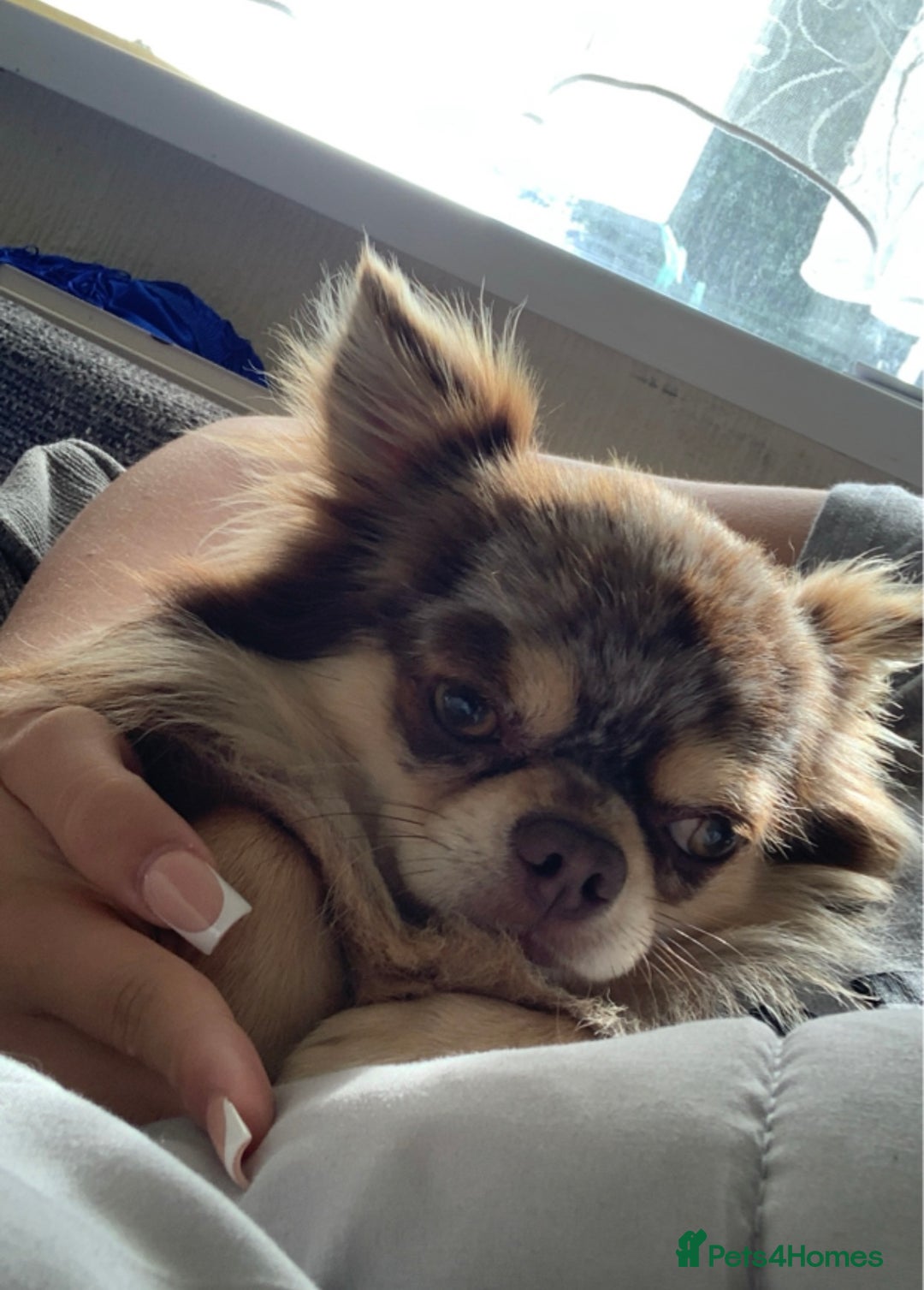 Chihuahua dogs for sale: Merle chihuahua  - Image 7