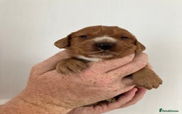 Cocker Spaniel dogs for sale: Working Cocker spaniel puppies - Image 6