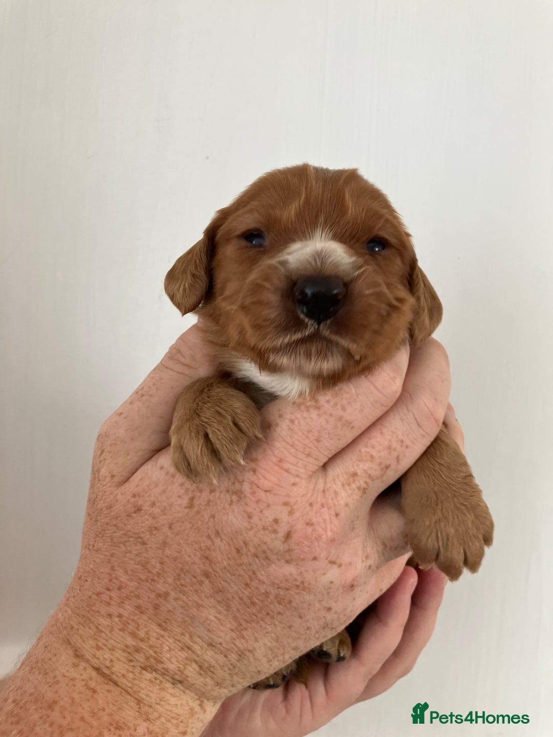 Cocker Spaniel dogs for sale: Working Cocker spaniel puppies - Image 6