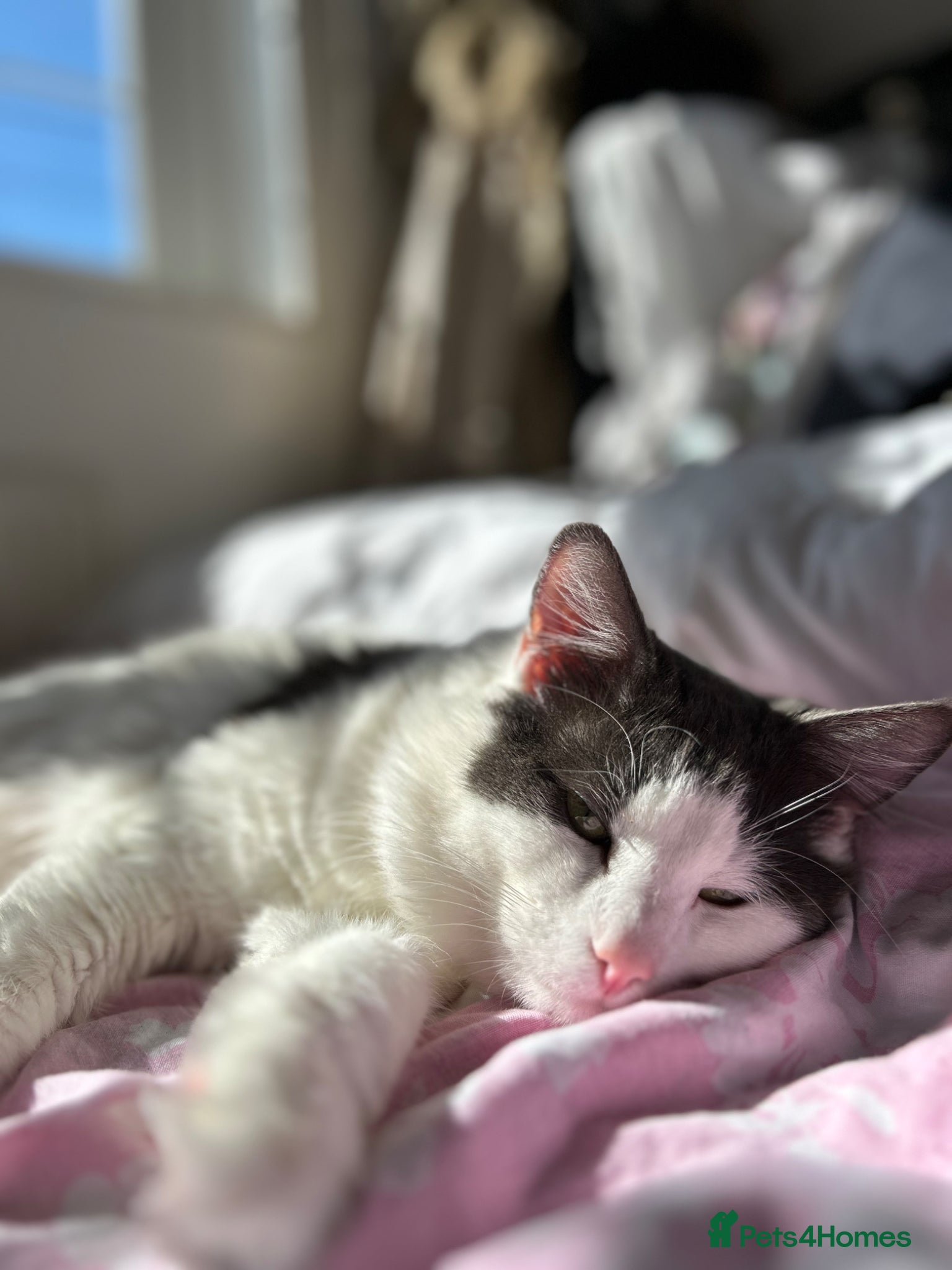 Mixed Breed cats Buy a cloud, fluffy white cat needs a new home - Advert 1