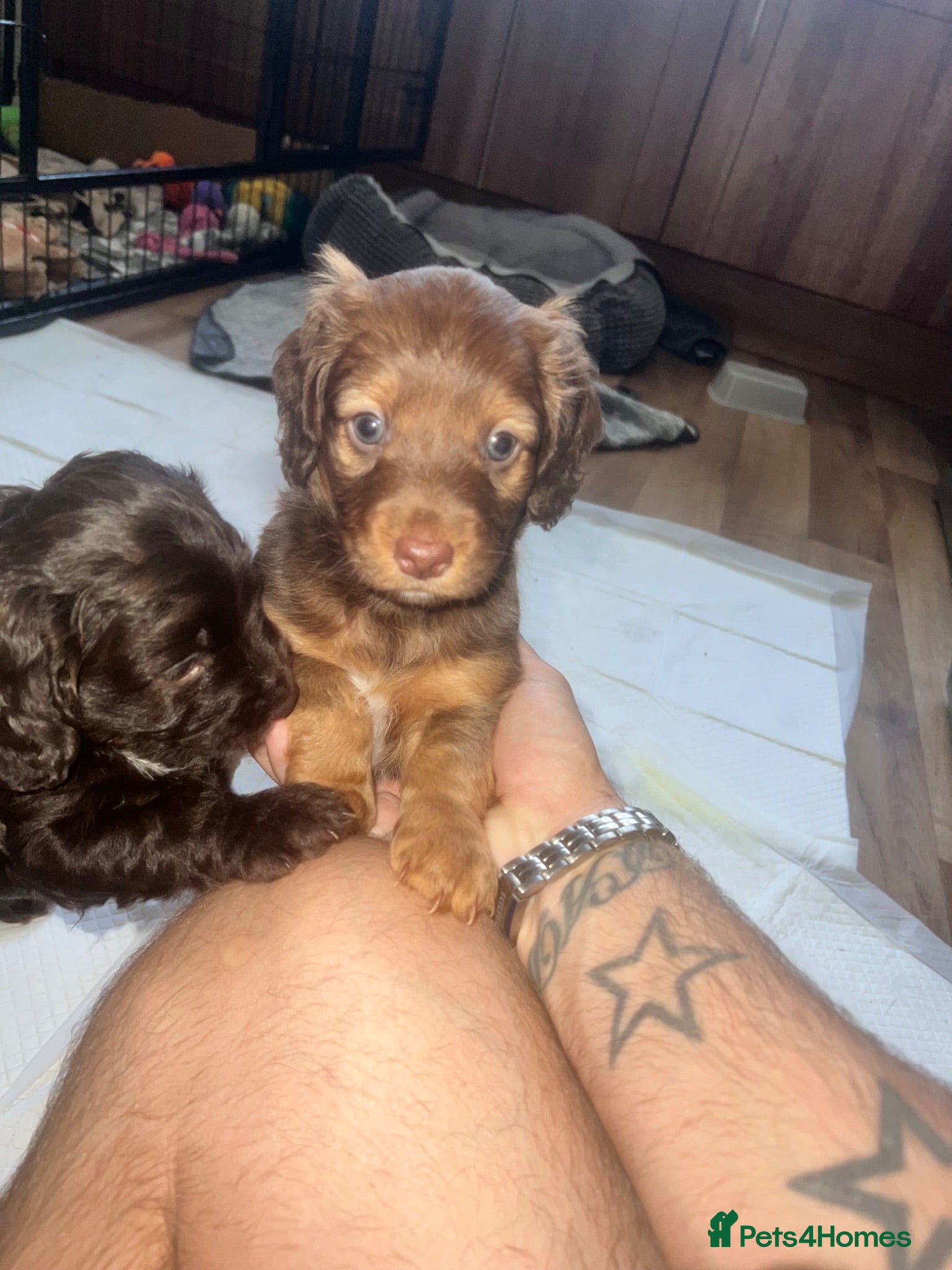 Cockapoo dogs Cockapoo puppies for sale  - Advert 5