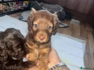 Cockapoo dogs Cockapoo puppies for sale - Advert 5