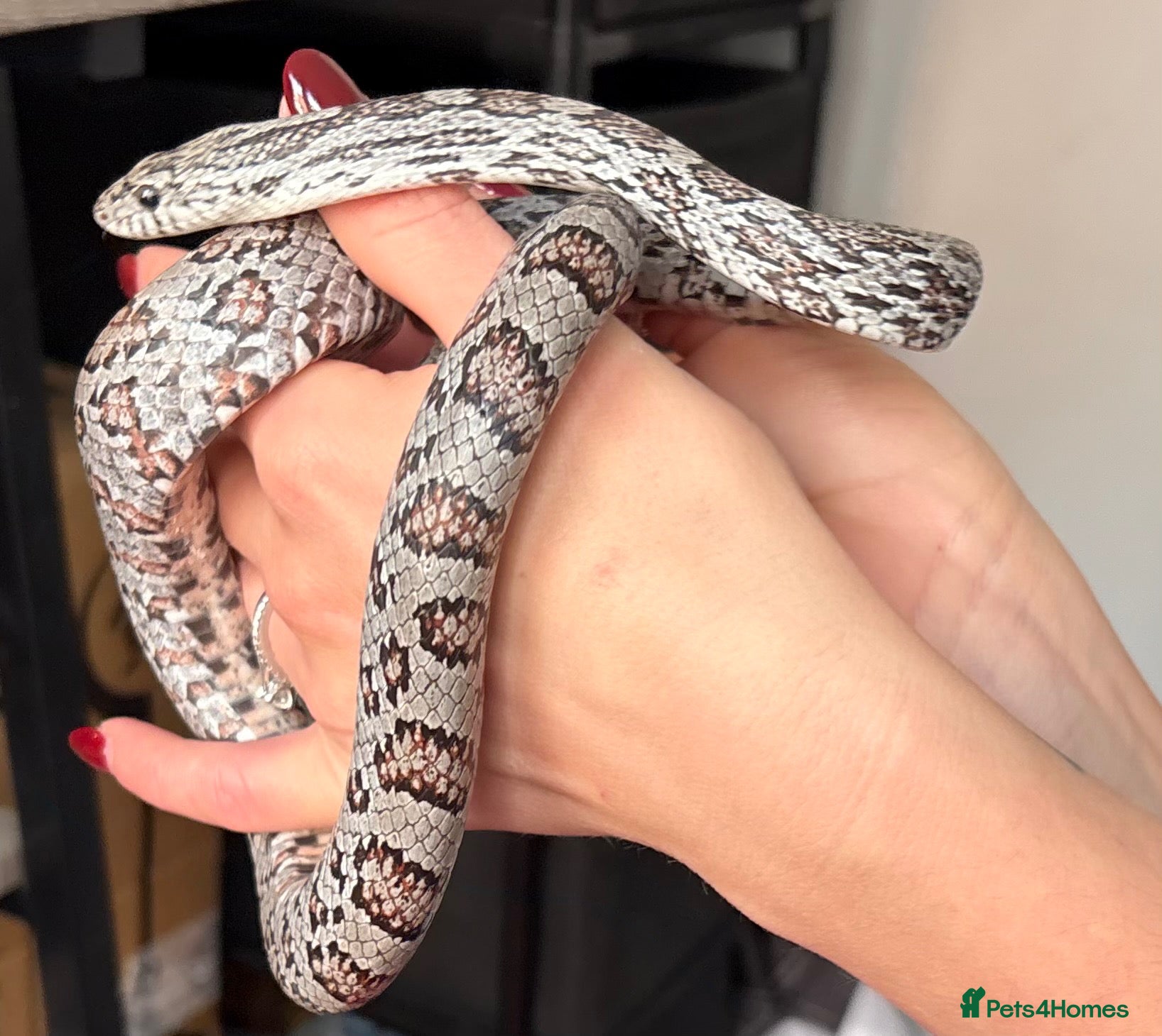 Corn Snake reptiles Gorgeous Cinder Corn Snake and full set up - Advert 2