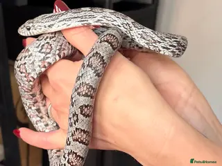 Corn Snake reptiles Gorgeous Cinder Corn Snake and full set up - Advert 2