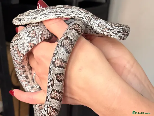 Corn Snake reptiles Gorgeous Cinder Corn Snake and full set up - Advert 2