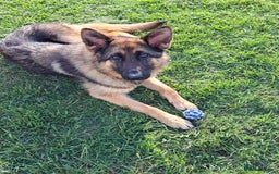 German Shepherd dogs for sale: Bella is looking for forever home - Image 10