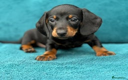 Miniature Dachshund dogs for sale: Miniature Dachshund Puppies  - Image 4