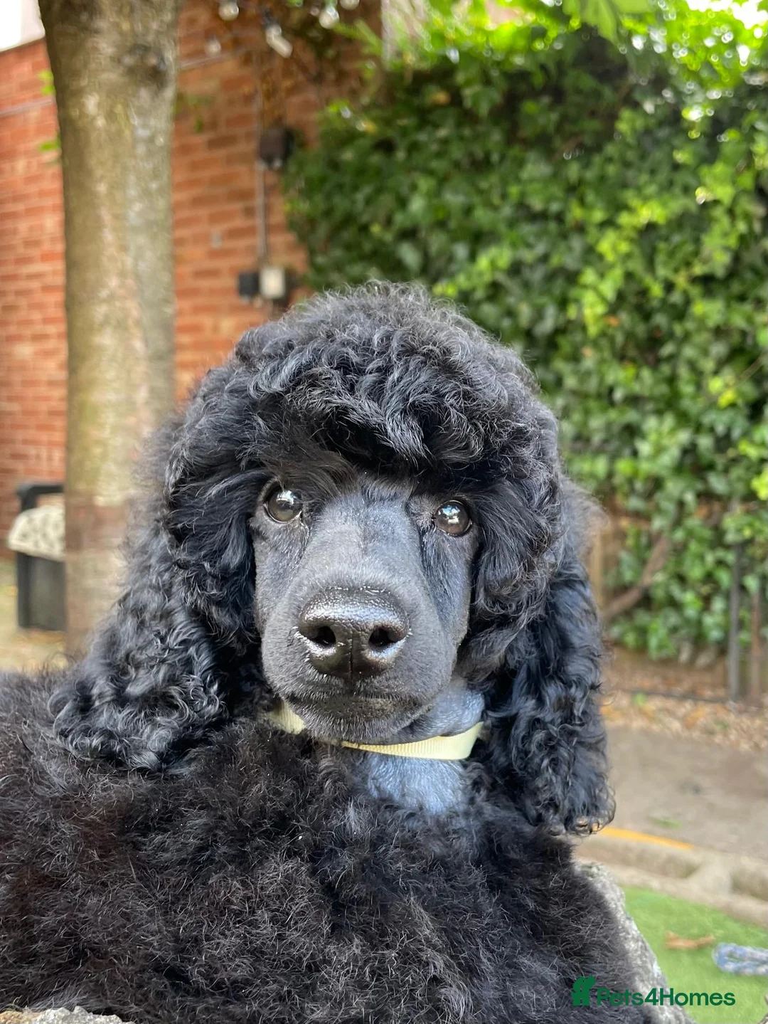 Miniature Poodle dogs for sale: Miniature Poodle – A Young Dog of Distinction - Advert 1